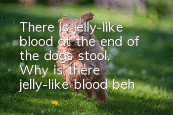 There is jelly-like blood at the end of the dog's stool. Why is there jelly-like blood behind the dog's stool?