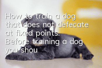How to train a dog that does not defecate at fixed points. Before training a dog, you should observe the dog’s excretion habits.