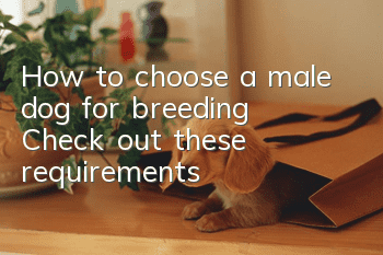 How to choose a male dog for breeding? Check out these requirements: