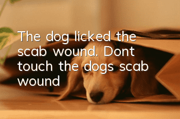 The dog licked the scab wound. Don’t touch the dog’s scab wound!
