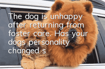 The dog is unhappy after returning from foster care. Has your dog’s personality changed since he returned from foster care?