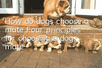 How do dogs choose a mate? Four principles for choosing a dog mate