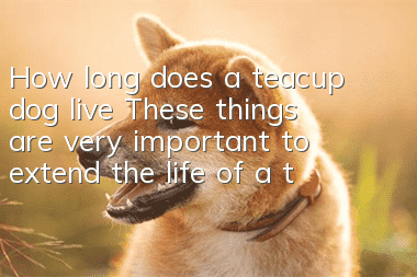 How long does a teacup dog live? These things are very important to extend the life of a teacup dog!