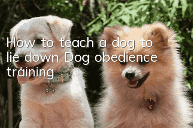 How to teach a dog to lie down Dog obedience training