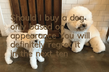 Should I buy a dog only based on appearance? You will definitely regret it in the next ten years!