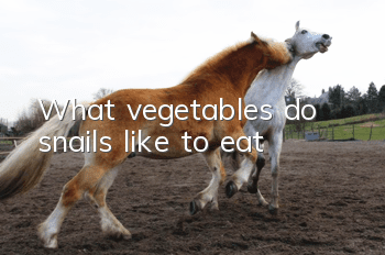 What vegetables do snails like to eat?