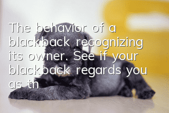 The behavior of a blackback recognizing its owner. See if your blackback regards you as the master or as a shovel.