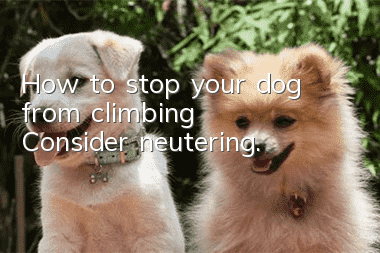 How to stop your dog from climbing? Consider neutering.