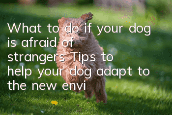 What to do if your dog is afraid of strangers? Tips to help your dog adapt to the new environment