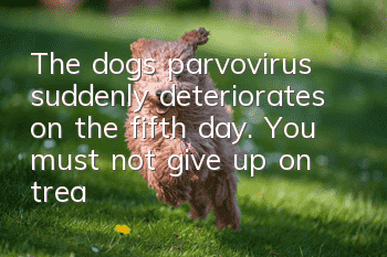 The dog’s parvovirus suddenly deteriorates on the fifth day. You must not give up on treating the dog.