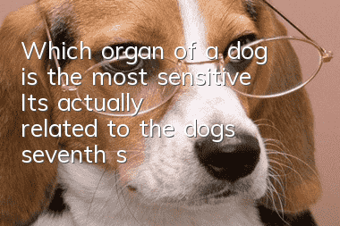 Which organ of a dog is the most sensitive? It’s actually related to the dog’s seventh sense