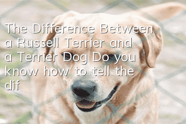 The Difference Between a Russell Terrier and a Terrier Dog Do you know how to tell the difference between a Russell Terrier and a Terrier Dog?