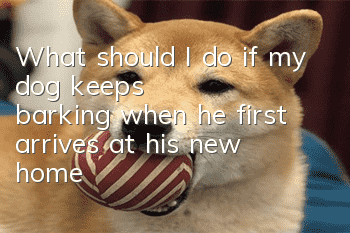 What should I do if my dog ​​keeps barking when he first arrives at his new home?