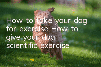 How to take your dog for exercise? How to give your dog scientific exercise?
