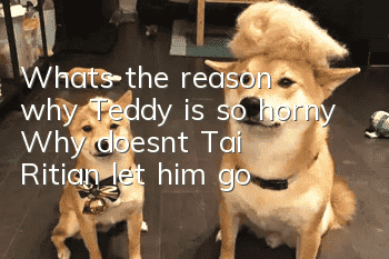 What's the reason why Teddy is so horny? Why doesn't Tai Ritian let him go?