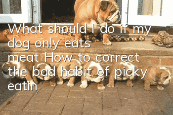 What should I do if my dog only eats meat? How to correct the bad habit of picky eating in dogs