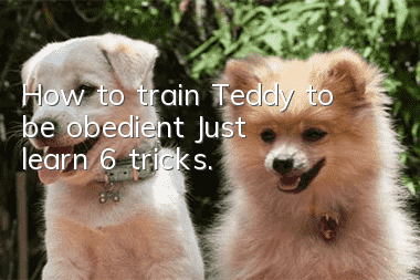 How to train Teddy to be obedient? Just learn 6 tricks.