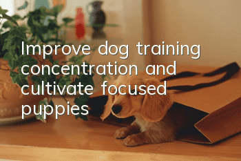 Improve dog training concentration and cultivate focused puppies