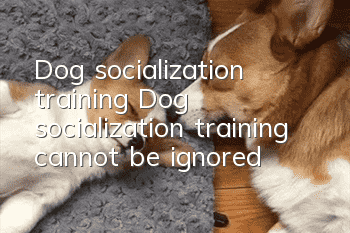 Dog socialization training Dog socialization training cannot be ignored