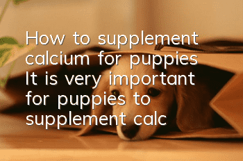 How to supplement calcium for puppies? It is very important for puppies to supplement calcium in time!