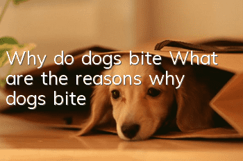 Why do dogs bite? What are the reasons why dogs bite?