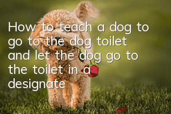 How to teach a dog to go to the dog toilet and let the dog go to the toilet in a designated place