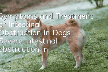 Symptoms and Treatment of Intestinal Obstruction in Dogs Severe intestinal obstruction in dogs can be fatal!