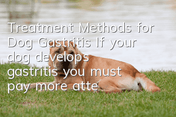 Treatment Methods for Dog Gastritis If your dog develops gastritis, you must pay more attention!