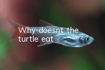 Why doesn't the turtle eat?