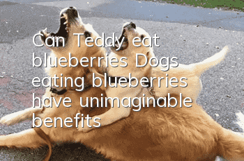 Can Teddy eat blueberries? Dogs eating blueberries have unimaginable benefits