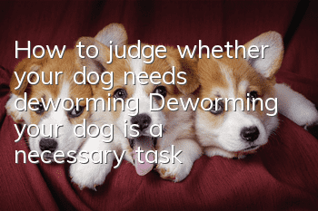 How to judge whether your dog needs deworming? Deworming your dog is a necessary task!