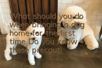 What should you do when bringing a dog home for the first time? Do you know these precautions?
