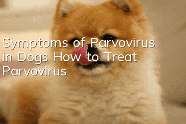 Symptoms of Parvovirus in Dogs How to Treat Parvovirus