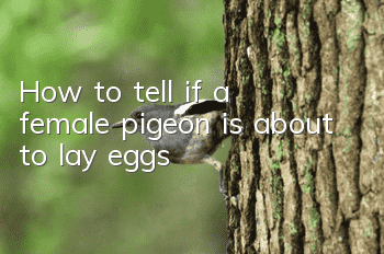 How to tell if a female pigeon is about to lay eggs