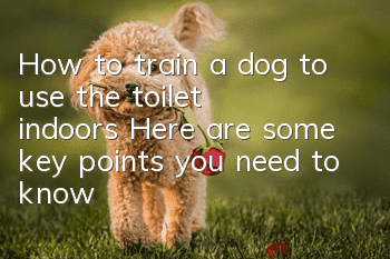 How to train a dog to use the toilet indoors? Here are some key points you need to know