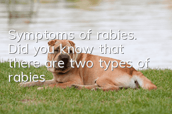 Symptoms of rabies. Did you know that there are two types of rabies?