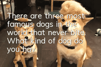 There are three most famous dogs in the world that never bite. What kind of dog do you have at home?