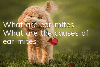 What are ear mites? What are the causes of ear mites?