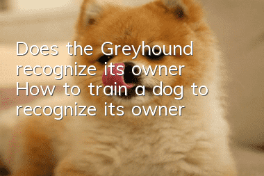 Does the Greyhound recognize its owner? How to train a dog to recognize its owner?