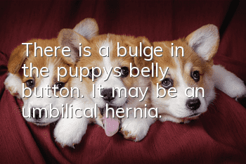 There is a bulge in the puppy's belly button. It may be an umbilical hernia.