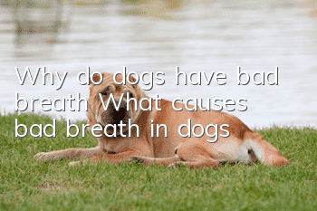 Why do dogs have bad breath? What causes bad breath in dogs?