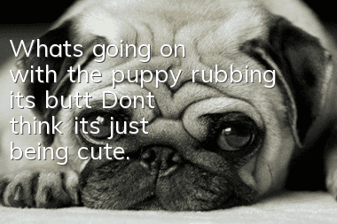 What's going on with the puppy rubbing its butt? Don't think it's just being cute.