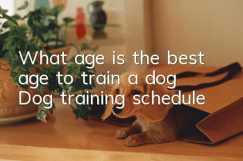 What age is the best age to train a dog? Dog training schedule