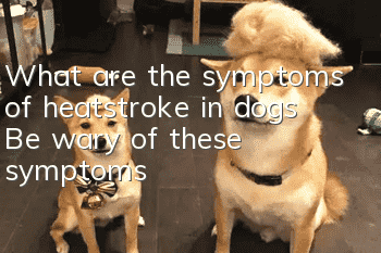 What are the symptoms of heatstroke in dogs? Be wary of these symptoms