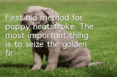 First aid method for puppy heatstroke. The most important thing is to seize the golden first aid time.