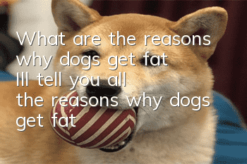 What are the reasons why dogs get fat? I’ll tell you all the reasons why dogs get fat!