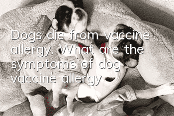 Dogs die from vaccine allergy. What are the symptoms of dog vaccine allergy?