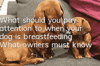 What should you pay attention to when your dog is breastfeeding? What owners must know