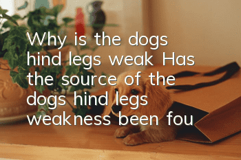 Why is the dog’s hind legs weak? Has the source of the dog’s hind legs weakness been found?