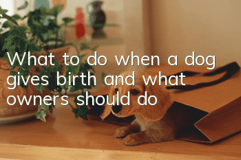 What to do when a dog gives birth and what owners should do